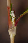 Curlytop knotweed